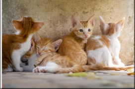 From Secret Santa to Grand Gestures: Pet Portraits for Every Budget