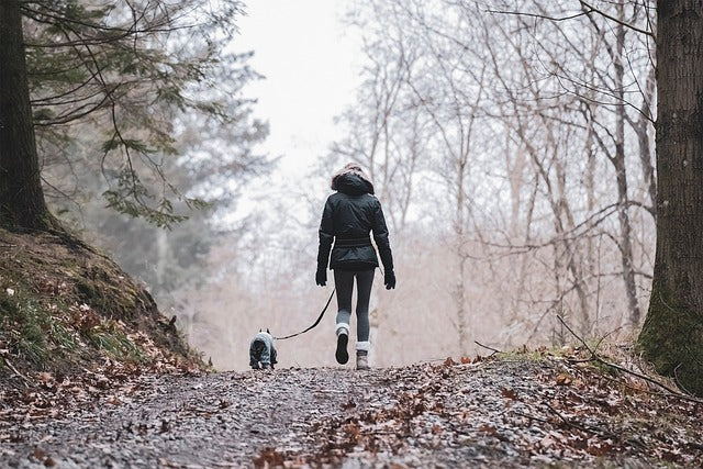 Celebrity Pet Portraits: When Your Furry Friend Becomes Famous