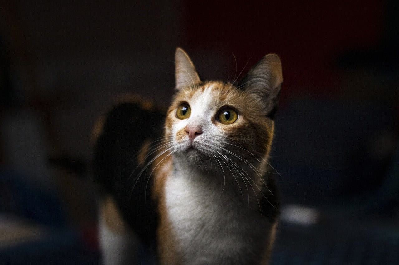 The History of Pet Portraiture and Its Rise in Popularity