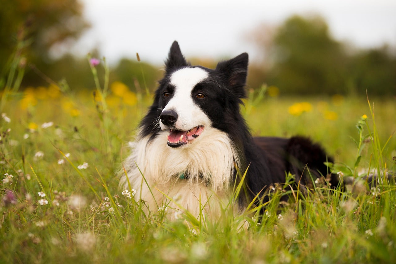 Gift Receipts Are for Amateurs: The 100% Guaranteed Pet Present