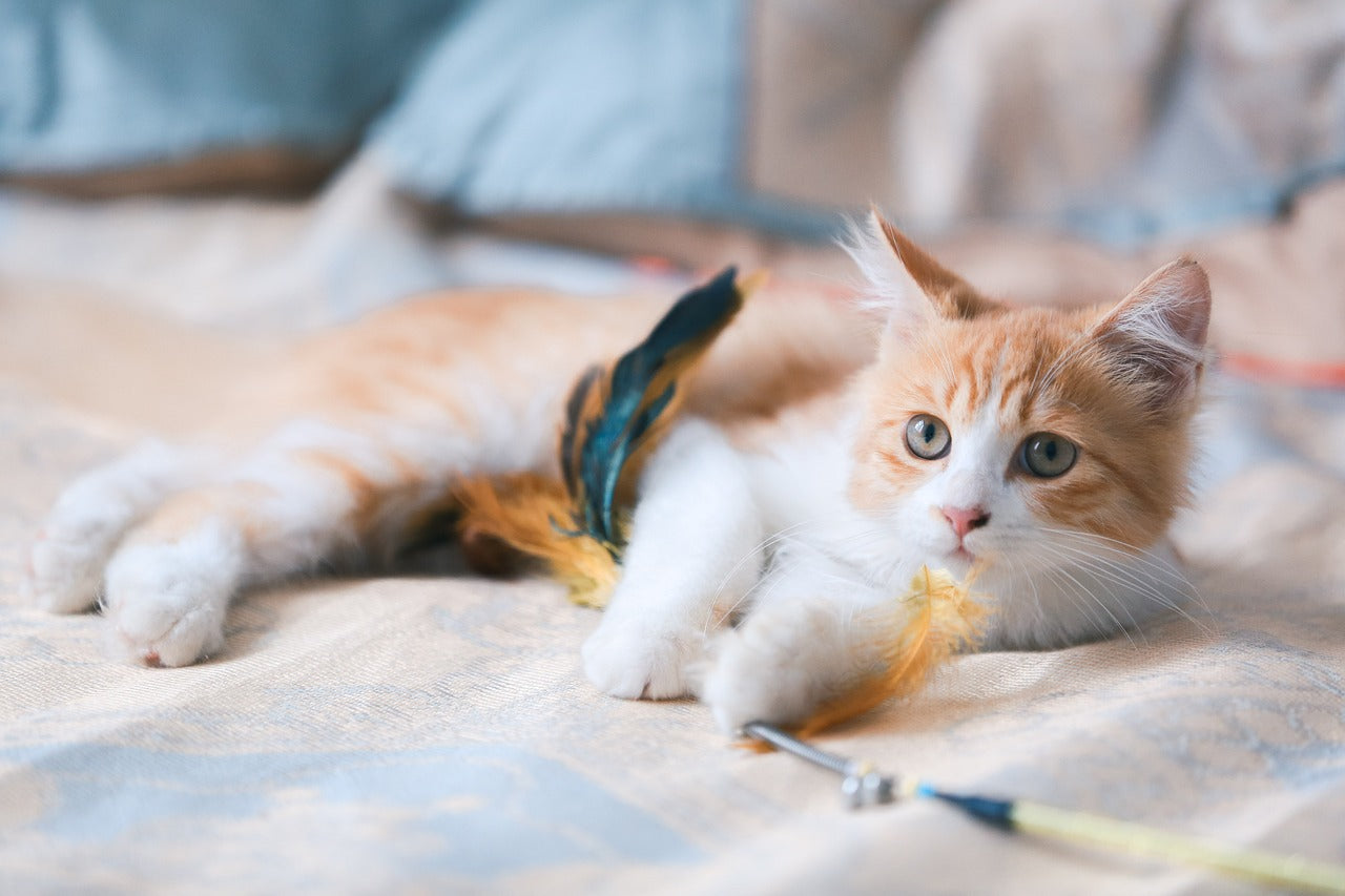 Gift Anxiety Solved: The Pet Portrait That Always Impresses