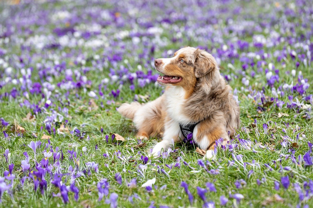 The Psychology of Gift-Giving: Why Pet Portraits Create Core Memories