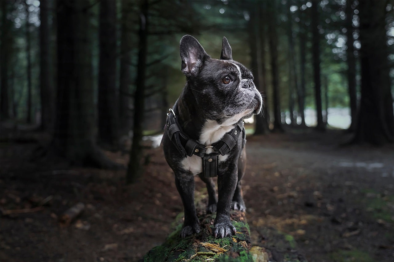 The Perfect Gift for Pet Lovers: Why Custom Portraits Outshine Typical Presents