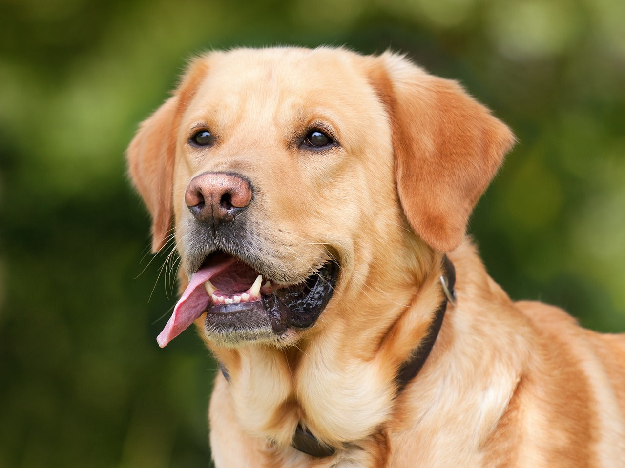 5 Signs You Need a Custom Pet Portrait (And Which Style to Choose)