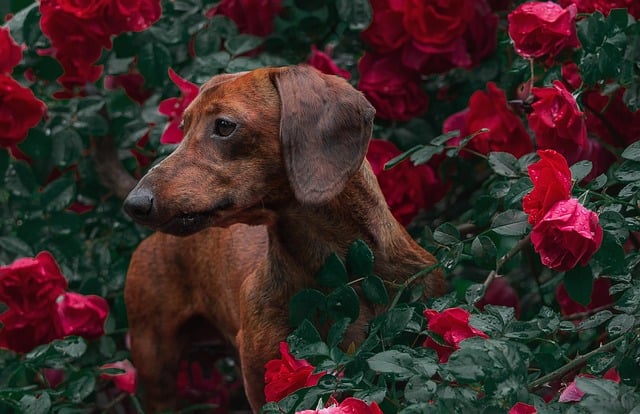 Pet Portraits as a Symbol of Unconditional Love