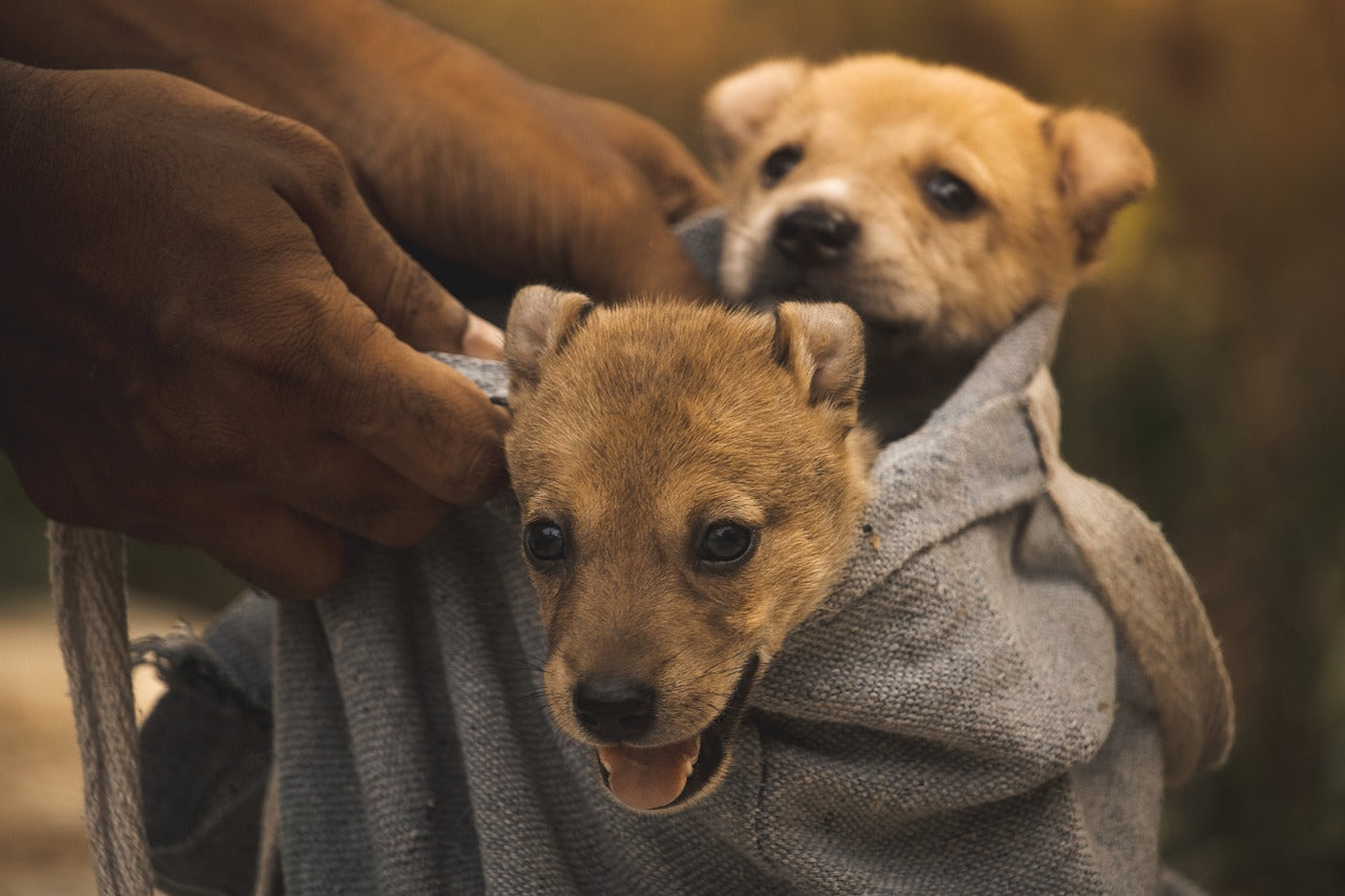 Why Pet Portraits Are a Must-Have for Pet-Friendly Businesses