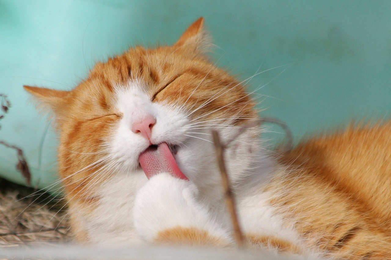 Pet Portraits: The Perfect Gift for Every Pet Parent