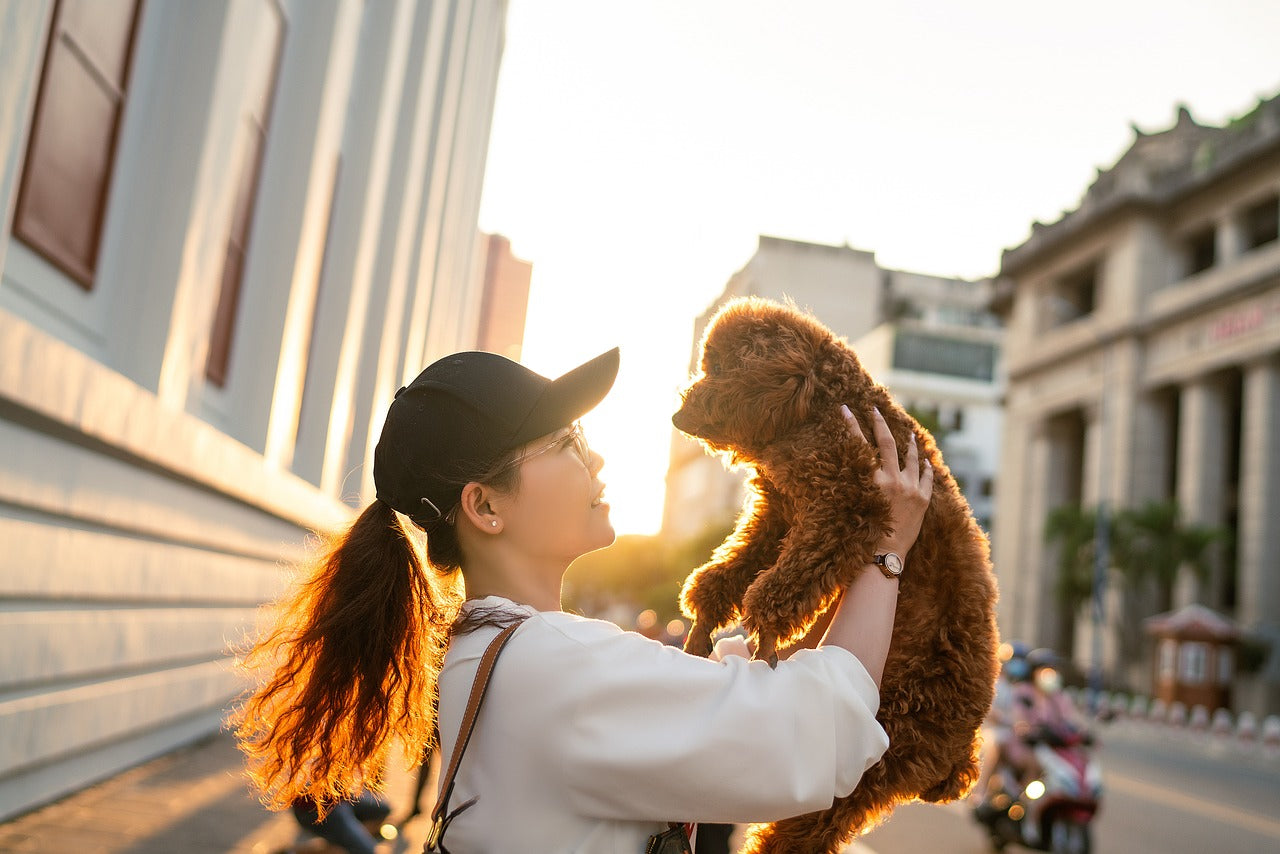 The Emotional Benefits of Having a Pet Portrait in Your Living Room